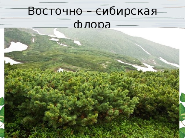 Восточно – сибирская флора 