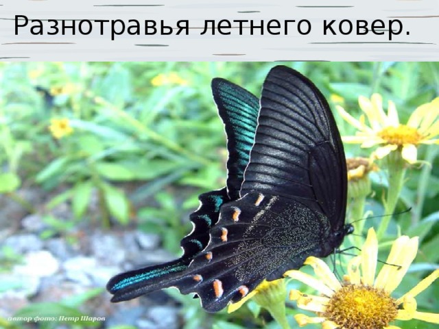Разнотравья летнего ковер.   