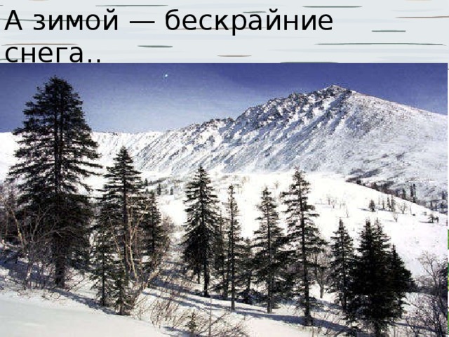 А зимой — бескрайние снега..   