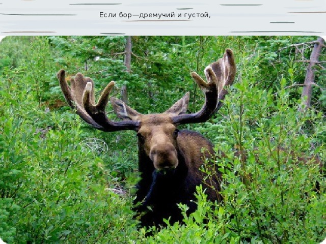  Если бор—дремучий и густой, 