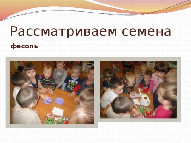 Рассматриваем семена фасоль 