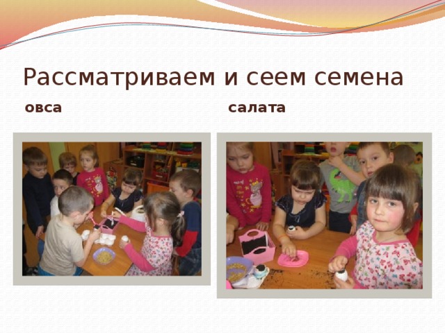 Рассматриваем и сеем семена овса салата 
