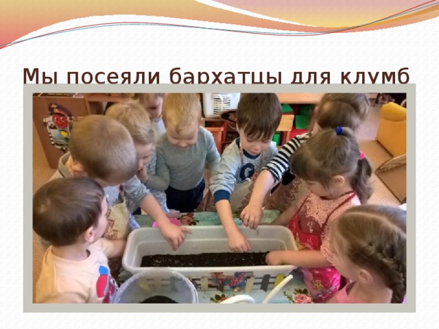 Мы посеяли бархатцы для клумб 