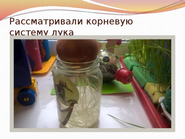 Рассматривали корневую систему лука 