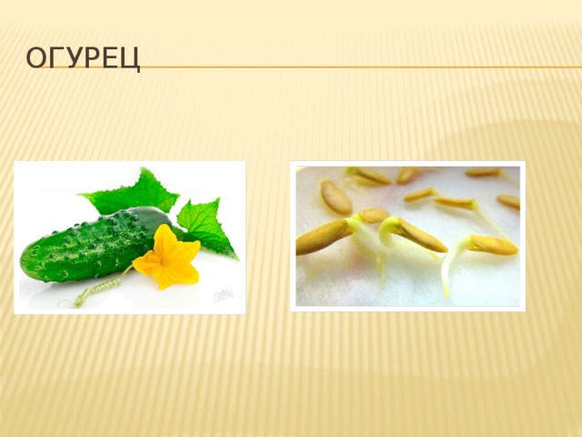 огурец 