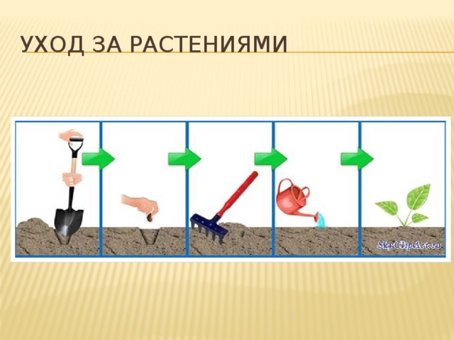 Уход за растениями 