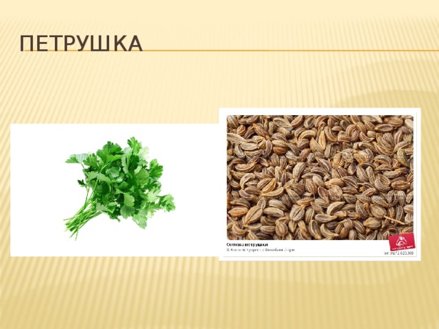 петрушка 