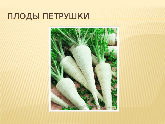 Плоды петрушки 