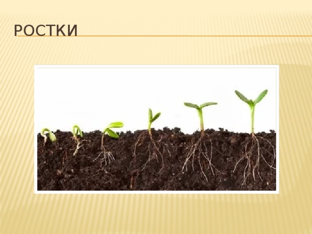 Ростки 