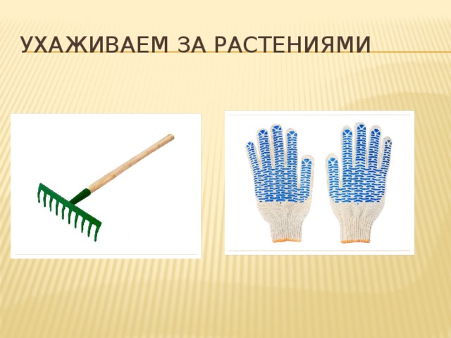 Ухаживаем за растениями 