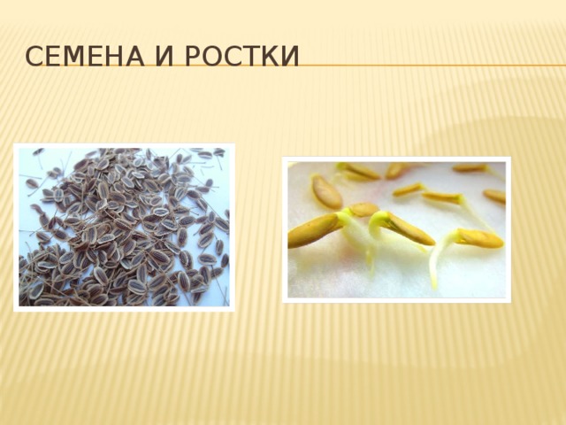 Семена и ростки 