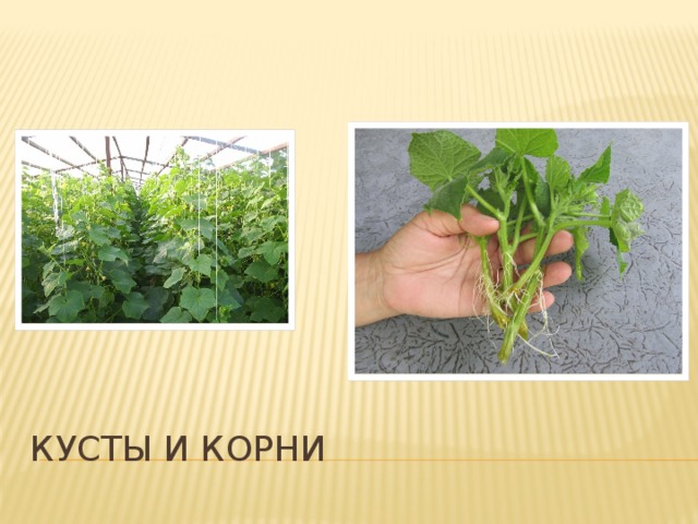 Кусты и корни 