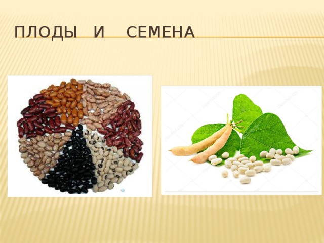 Плоды и семена 