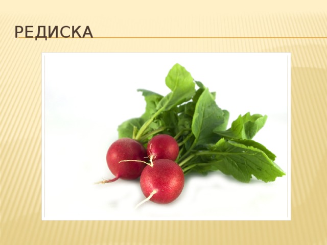 редиска 