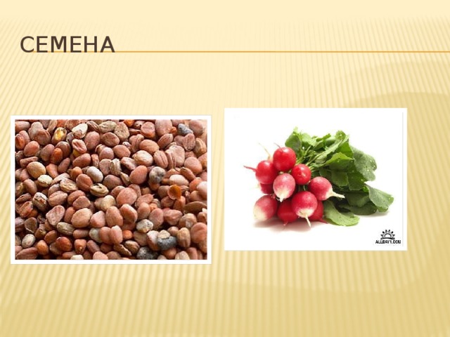 семена 