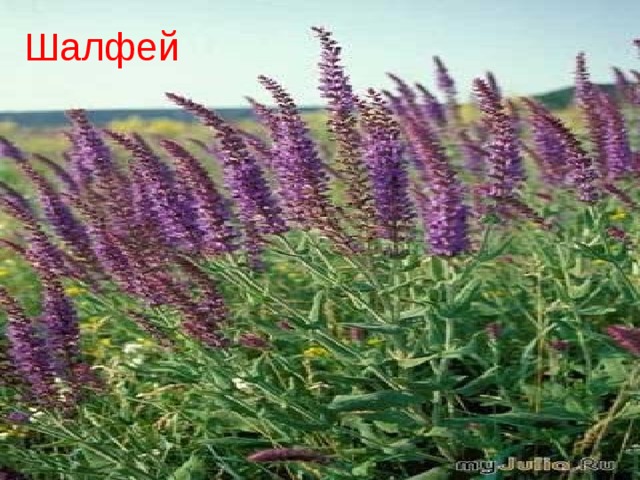 Шалфей 