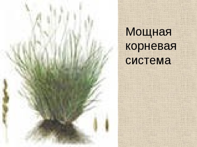Мощная корневая система 