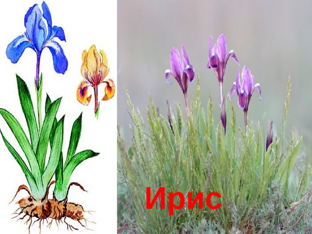 Ирис 