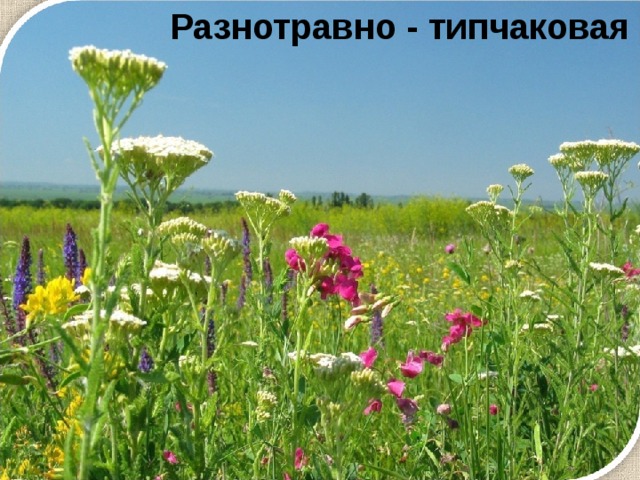 Разнотравно - типчаковая 