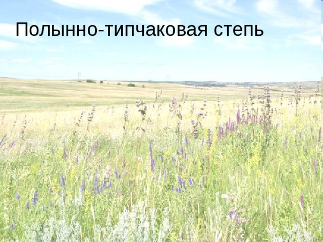 Полынно-типчаковая степь 