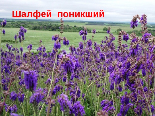 Шалфей поникший Шалфей поникший 