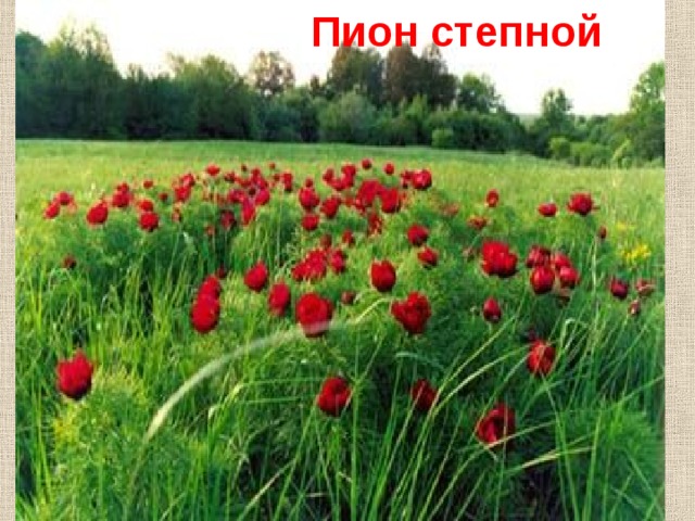 Пион степной 