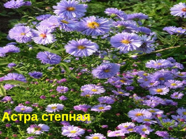 Степная астра Астра степная 