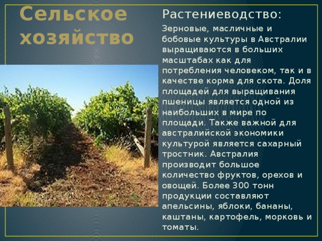Растениеводство: Зерновые, масличные и бобовые культуры в Австралии выращиваются в больших масштабах как для потребления человеком, так и в качестве корма для скота. Доля площадей для выращивания пшеницы является одной из наибольших в мире по площади. Также важной для австралийской экономики культурой является сахарный тростник. Австралия производит большое количество фруктов, орехов и овощей. Более 300 тонн продукции составляют апельсины, яблоки, бананы, каштаны, картофель, морковь и томаты. Сельское хозяйство 