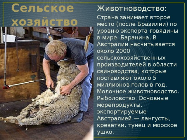 Животноводство: Страна занимает второе место (после Бразилии) по уровню экспорта говядины в мире. Баранина. В Австралии насчитывается около 2000 сельскохозяйственных производителей в области свиноводства, которые поставляют около 5 миллионов голов в год. Молочное животноводство. Рыболовство. Основные морепродукты, экспортируемые Австралией — лангусты, креветки, тунец и морское ушко. Сельское хозяйство 