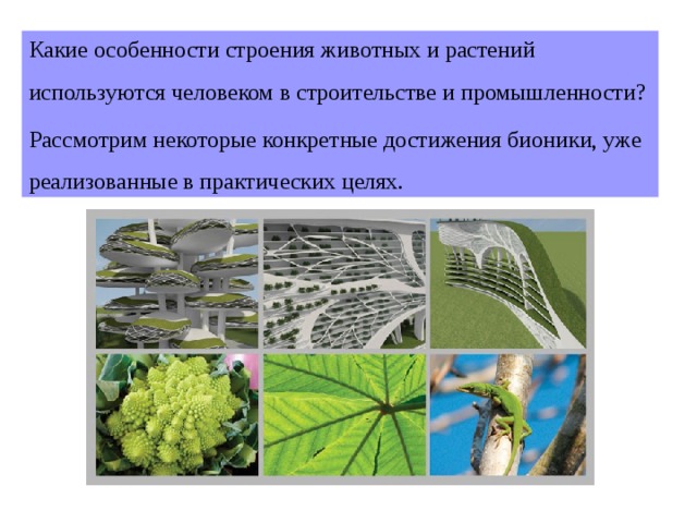 Какие особенности строения животных и растений используются человеком в строительстве и промышленности? Рассмотрим некоторые конкретные достижения бионики, уже реализованные в практических целях. 