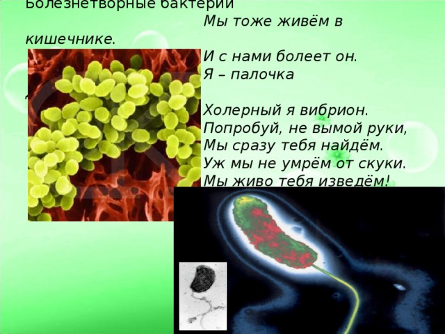 Болезнетворные бактерии     Мы тоже живём в кишечнике.     И с нами болеет он.     Я – палочка дизентерийная,     Холерный я вибрион.     Попробуй, не вымой руки,     Мы сразу тебя найдём.     Уж мы не умрём от скуки.     Мы живо тебя изведём! 