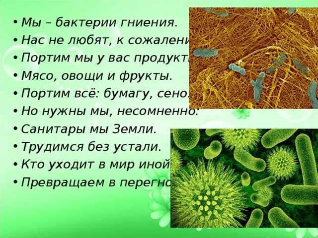 Мы – бактерии гниения. Нас не любят, к сожалению. Портим мы у вас продукты: Мясо, овощи и фрукты. Портим всё: бумагу, сено. Но нужны мы, несомненно: Санитары мы Земли. Трудимся без устали. Кто уходит в мир иной, Превращаем в перегной.  
