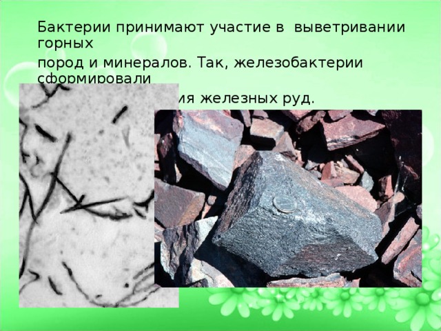Бактерии принимают участие в выветривании горных пород и минералов. Так, железобактерии сформировали крупные отложения железных руд. 