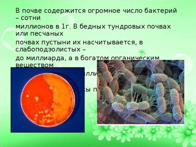 В почве содержится огромное число бактерий – сотни миллионов в 1г. В бедных тундровых почвах или песчаных почвах пустыни их насчитывается, в слабоподзолистых – до миллиарда, а в богатом органическим веществом чернозёме – до 2 миллиардов и выше. Это составляет около 35 сухой массы почвы. 