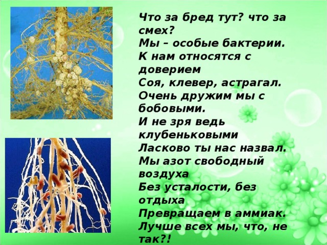 Что за бред тут? что за смех? Мы – особые бактерии. К нам относятся с доверием Соя, клевер, астрагал. Очень дружим мы с бобовыми. И не зря ведь клубеньковыми  Ласково ты нас назвал. Мы азот свободный воздуха Без усталости, без отдыха Превращаем в аммиак. Лучше всех мы, что, не так?! 