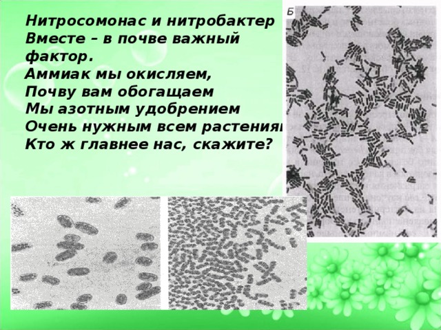 Нитросомонас и нитробактер Вместе – в почве важный фактор. Аммиак мы окисляем, Почву вам обогащаем Мы азотным удобрением Очень нужным всем растениям. Кто ж главнее нас, скажите? 