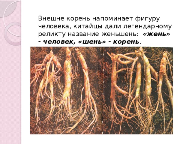 Внешне корень напоминает фигуру человека, китайцы дали легендарному реликту название женьшень: «жень» - человек, «шень» - корень . 