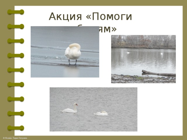 Акция «Помоги лебедям» 