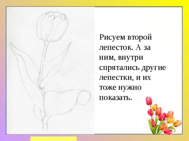 Рисуем второй лепесток. А за ним, внутри спрятались другие лепестки, и их тоже нужно показать. 