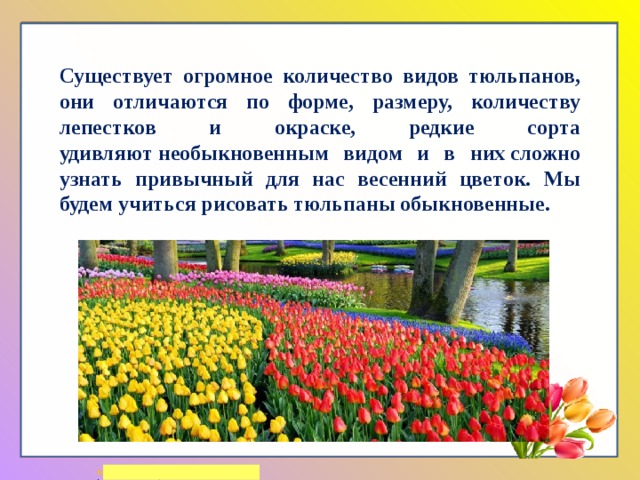 Существует огромное количество видов тюльпанов, они отличаются по форме, размеру, количеству лепестков и окраске, редкие сорта удивляют необыкновенным видом и в них сложно узнать привычный для нас весенний цветок. Мы будем учиться рисовать тюльпаны обыкновенные. 