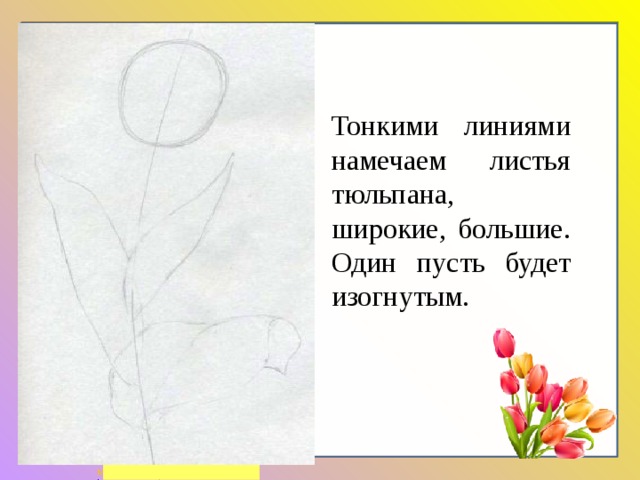 Тонкими линиями намечаем листья тюльпана, широкие, большие. Один пусть будет изогнутым. 
