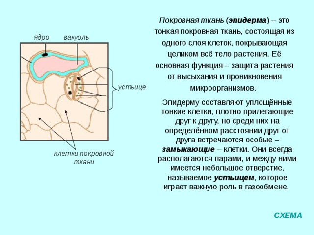 Мякоть листа и плодов, мягкие части цветка, главную массу коры и сердцевины стеблей, корня образуют основную ткань . Ее функции разнообразны, но главная – образование и накопление питательных веществ. В клетках мякоти листа содержатся хлоропласты, которые участвуют в образовании питательных веществ в процессе фотосинтеза. Мякоть листа Мякоть плода Мягкие части цветка СХЕМА 