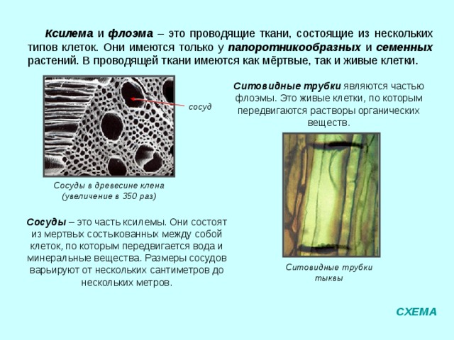 Покровная ткань эпидерма вакуоль ядро устьице замыкающие устьицем клетки покровной ткани СХЕМА 