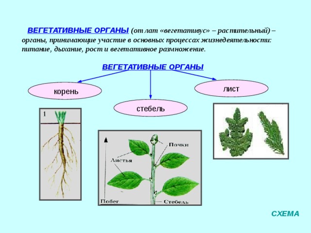 ОРГАНЫ ВЕГЕТАТИВНЫЕ ГЕНЕРАТИВНЫЕ ЦВЕТОК КОРЕНЬ ПОБЕГ СТЕБЕЛЬ ЛИСТ ИТОГ 