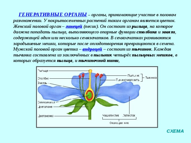 ВЕГЕТАТИВНЫЕ ОРГАНЫ  (от лат «вегетативус» – растительный) – органы, принимающие участие в основных процессах жизнедеятельности: питание, дыхание, рост и вегетативное размножение. ВЕГЕТАТИВНЫЕ ОРГАНЫ СХЕМА 