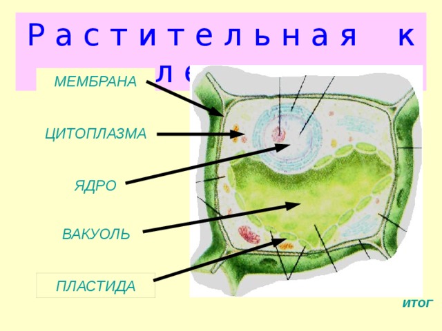 Р а с т и т е л ь н а я к л е т к а МЕМБРАНА ЦИТОПЛАЗМА ЯДРО ВАКУОЛЬ ПЛАСТИДА ПЛАСТИДА ИТОГ 