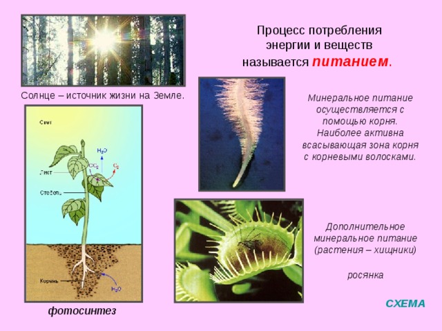 Код ответа: ткань генеративные бесполом побег вегетативные МЕНЮ 