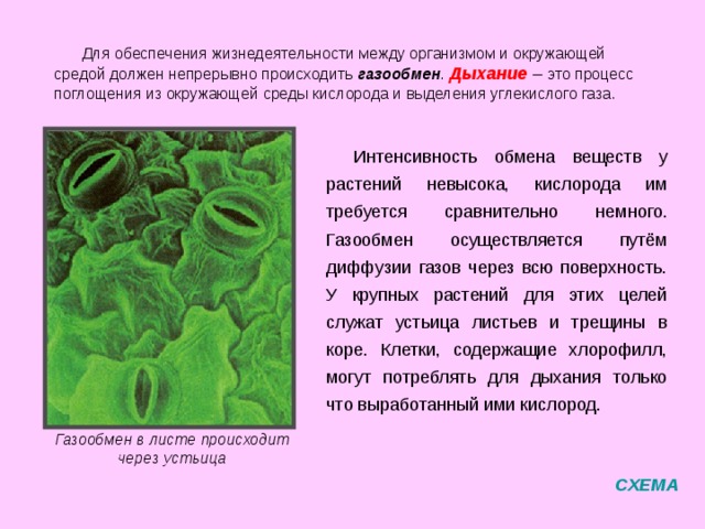 Минеральное  О  Р  Г  А  Н  И  З  М Питание Воздушное (фотосинтез) Дыхание Движение Рост и развитие Бесполое Размножение Половое ИТОГ 