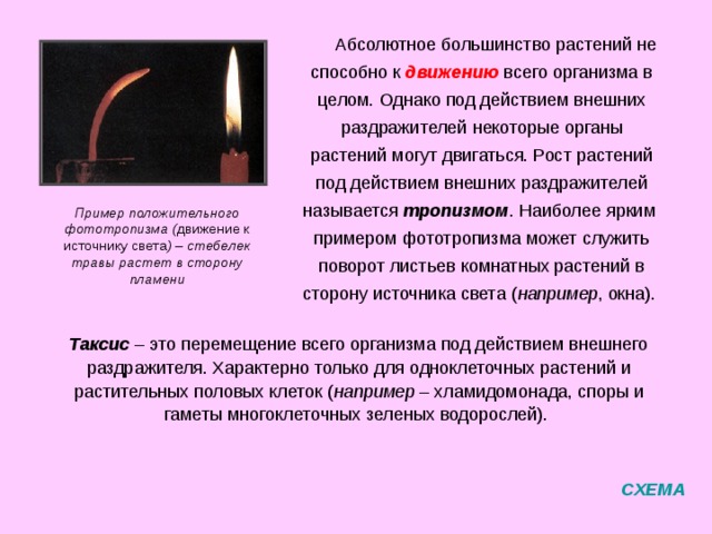 Процесс потребления энергии и веществ называется питанием .  Солнце – источник жизни на Земле. Минеральное питание осуществляется с помощью корня. Наиболее активна всасывающая зона корня с корневыми волосками. Дополнительное минеральное питание (растения – хищники) росянка СХЕМА фотосинтез 