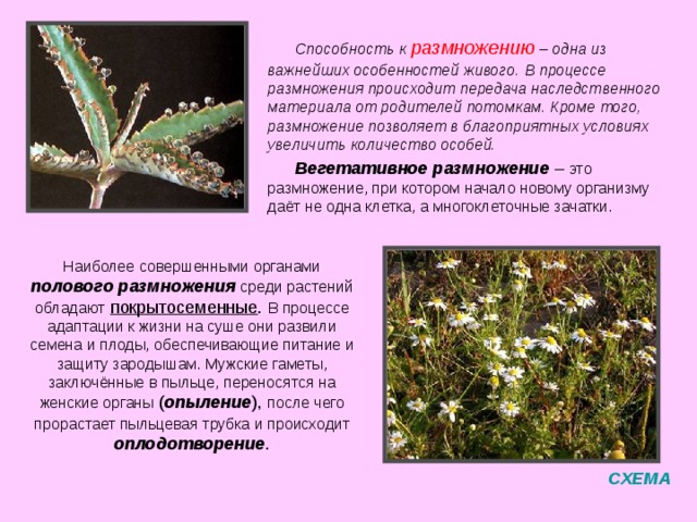 движению тропизмом например Пример положительного фототропизма ( движение к источнику света ) – стебелек травы растет в сторону пламени Таксис например СХЕМА 